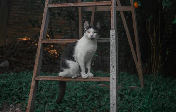 Affordable dating platform for authentic bonds and lasting love